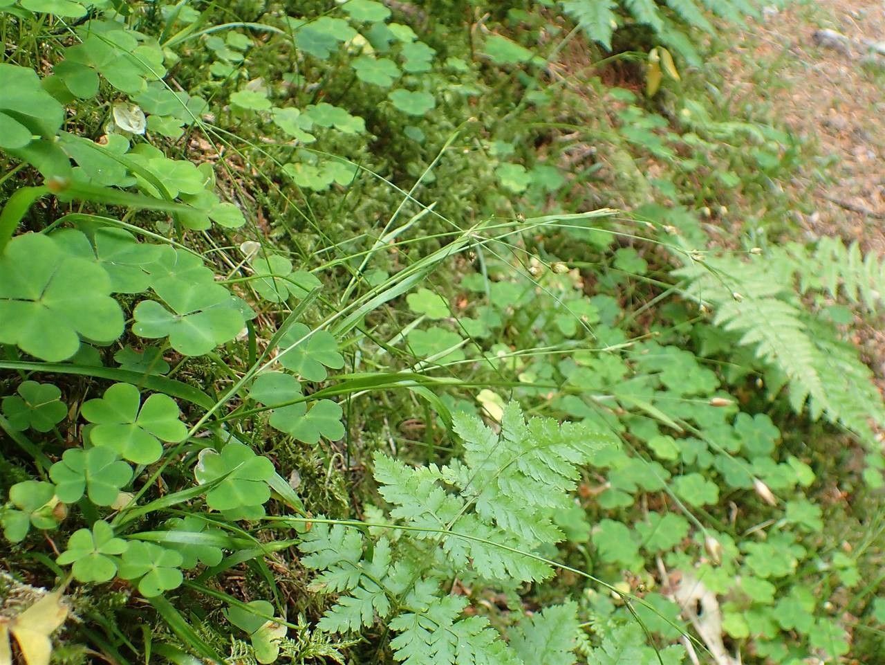 Luzula luzulina habit