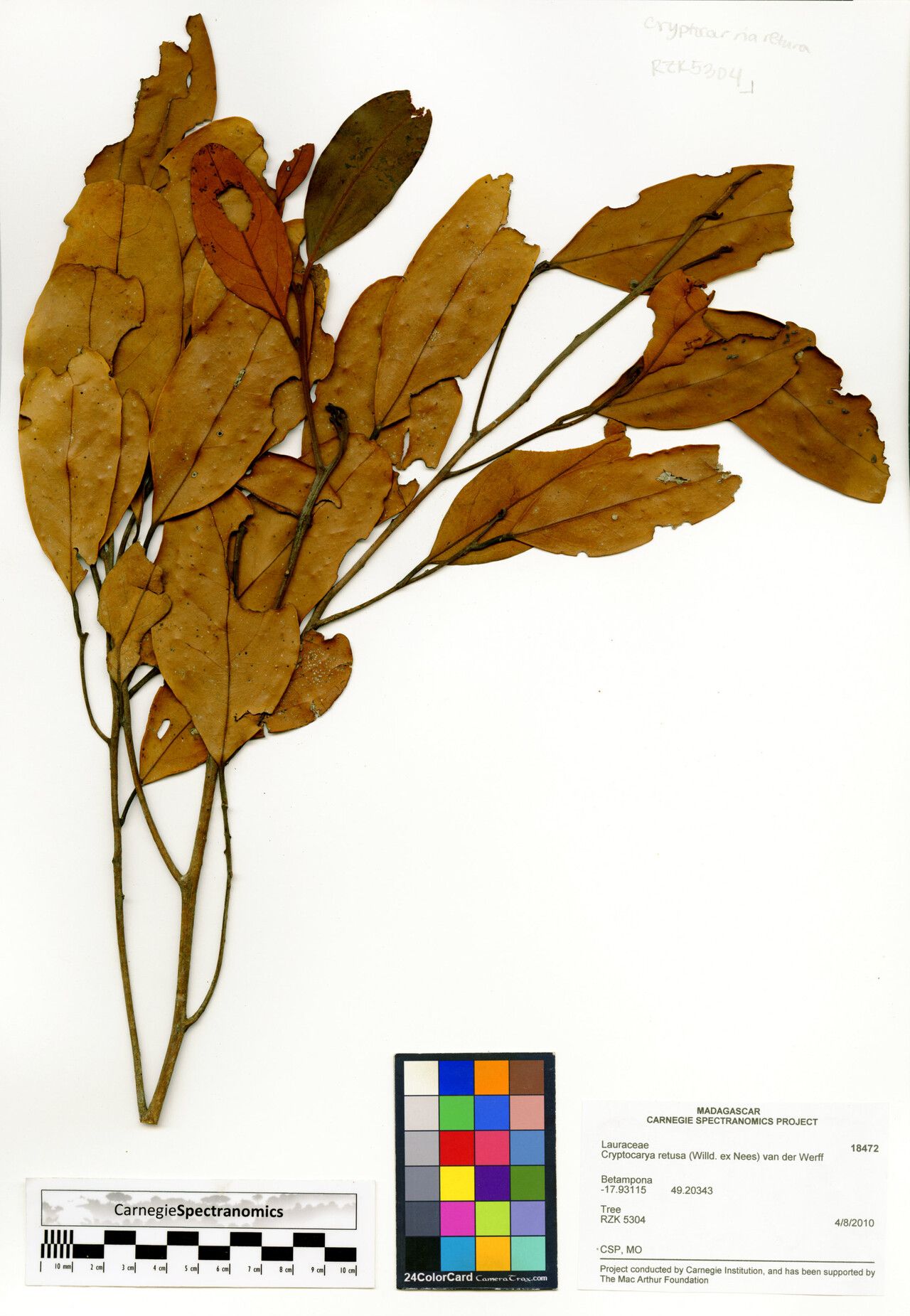 Cryptocarya retusa — houseplant care guide