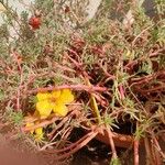 Portulaca grandiflora