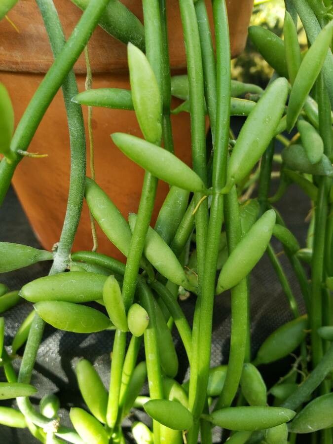 Dischidia bengalensis