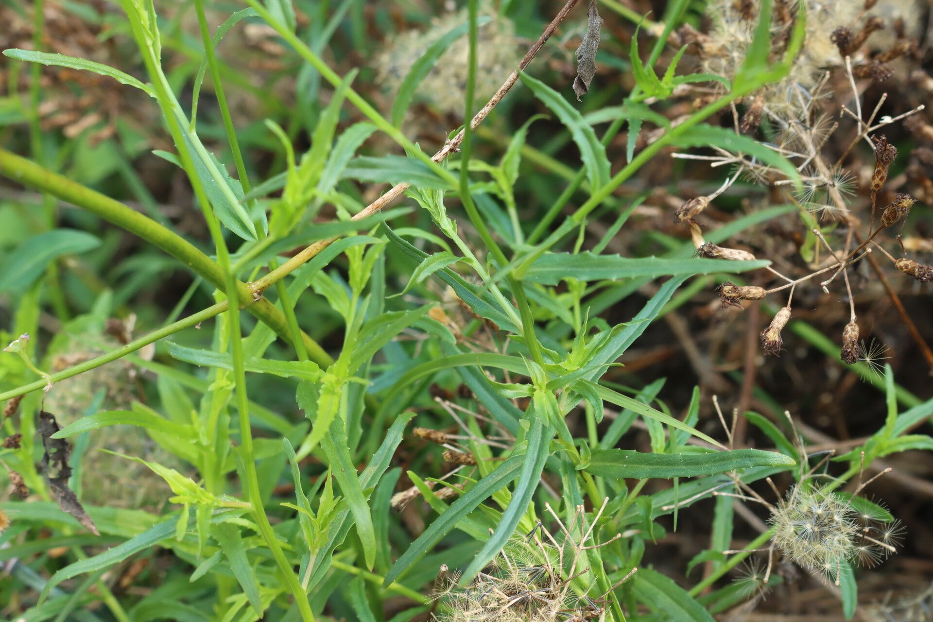Wahlenbergia undulata leaf