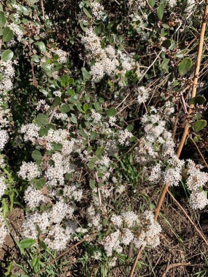 Ceanothus cuneatus