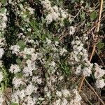 Ceanothus cuneatus