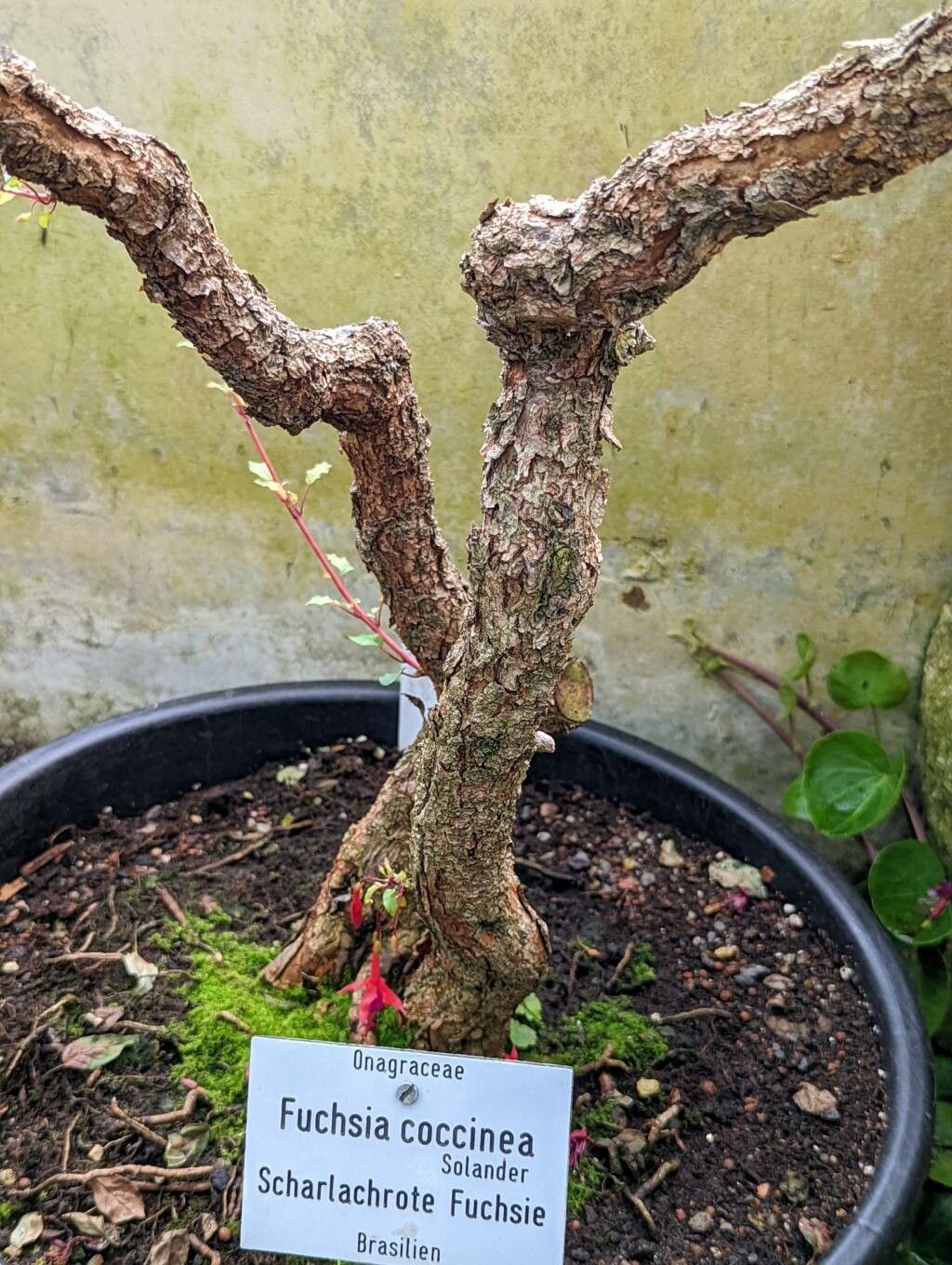 Fuchsia coccinea bark