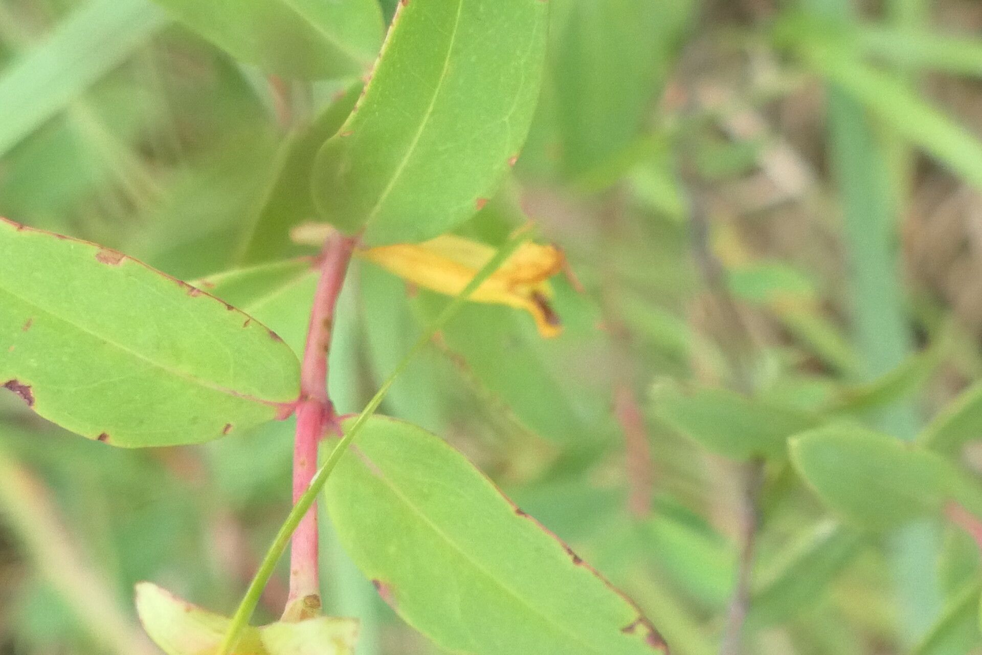Hypericum aethiopicum bark
