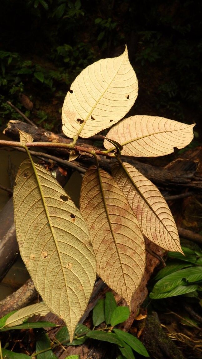 Sabicea ndjoleensis — houseplant care guide