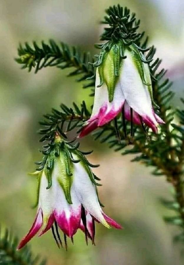 Darwinia meeboldii — related species from the same genus