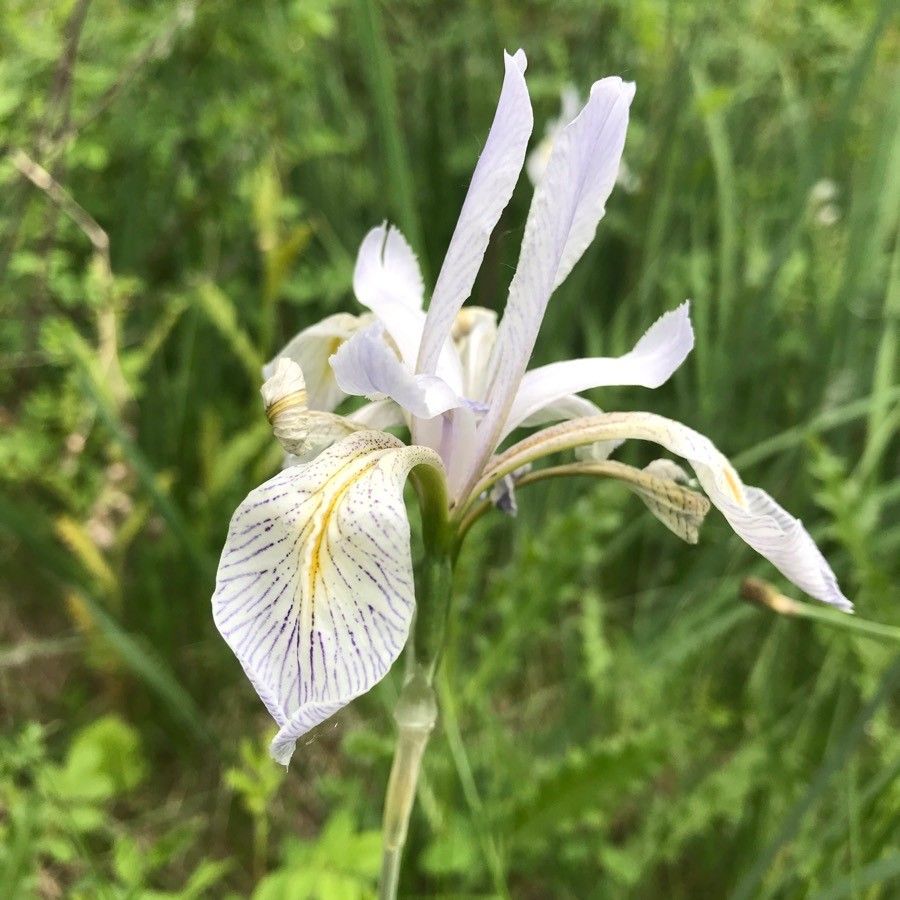 Iris tenuissima flower