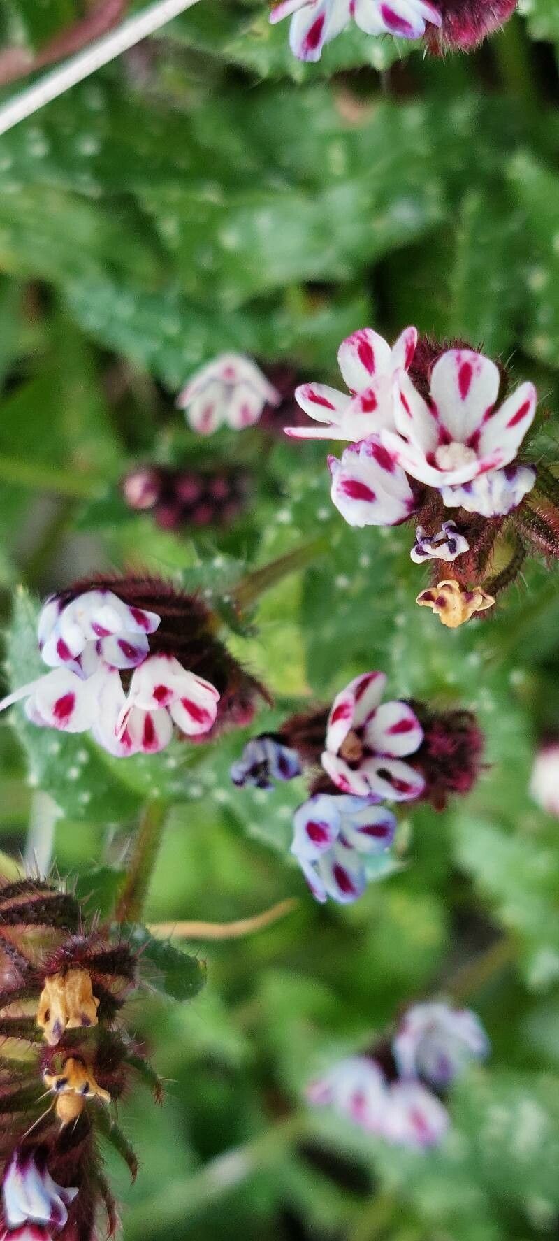 Anchusa variegata bark