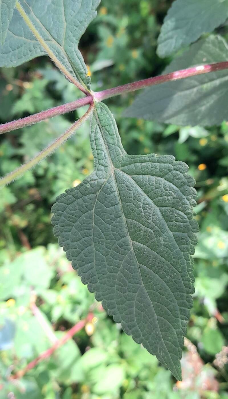 Stevia alpina — related species from the same genus
