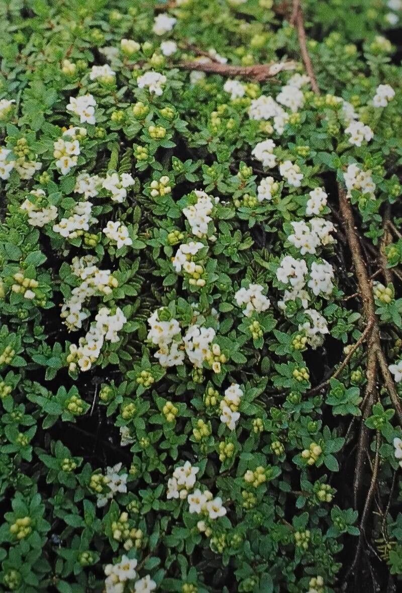 Pimelea prostrata habit