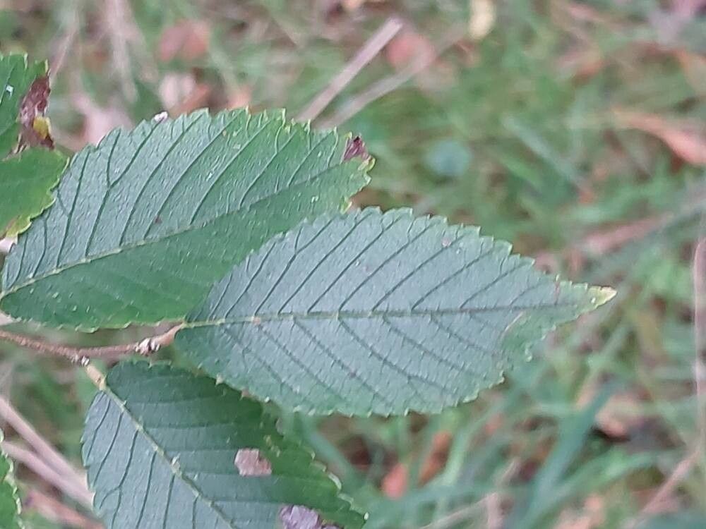 Ulmus procera — search result for 'Ulmus'