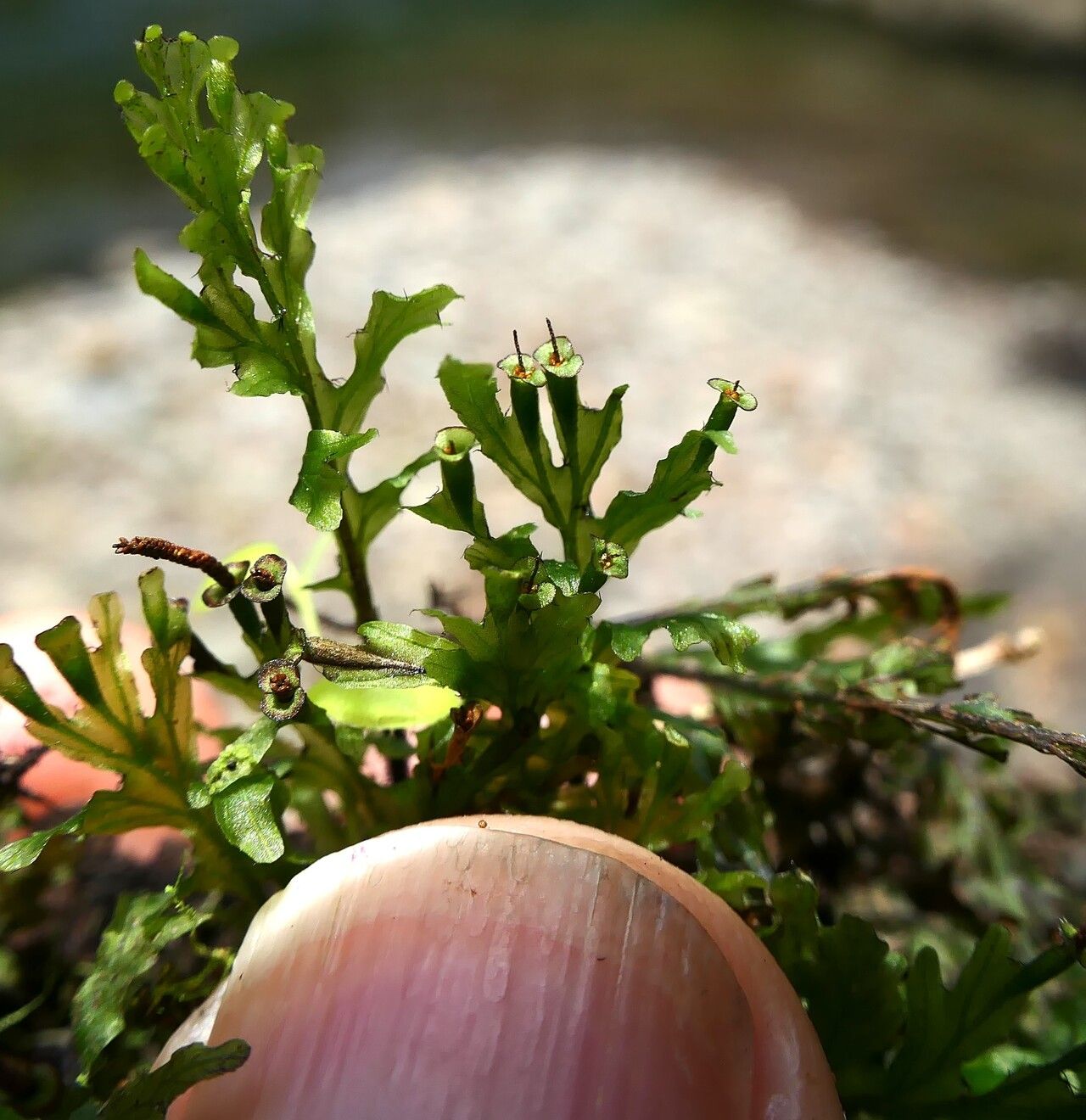 Trichomanes krausii fruit