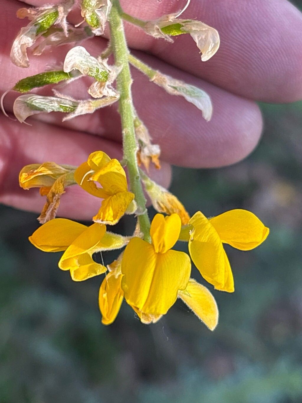 Adenocarpus bacquei flower