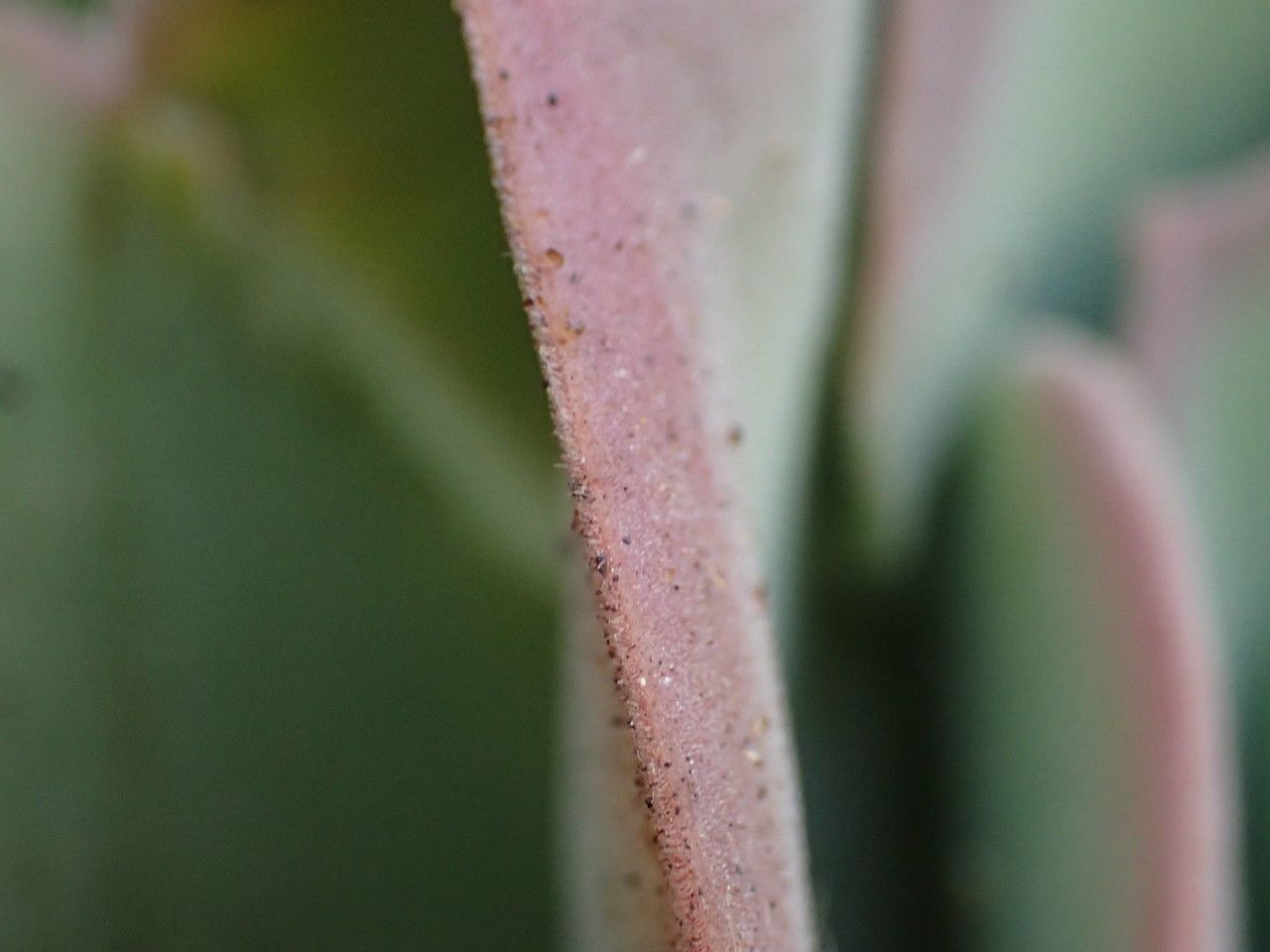 Aeonium canariense bark