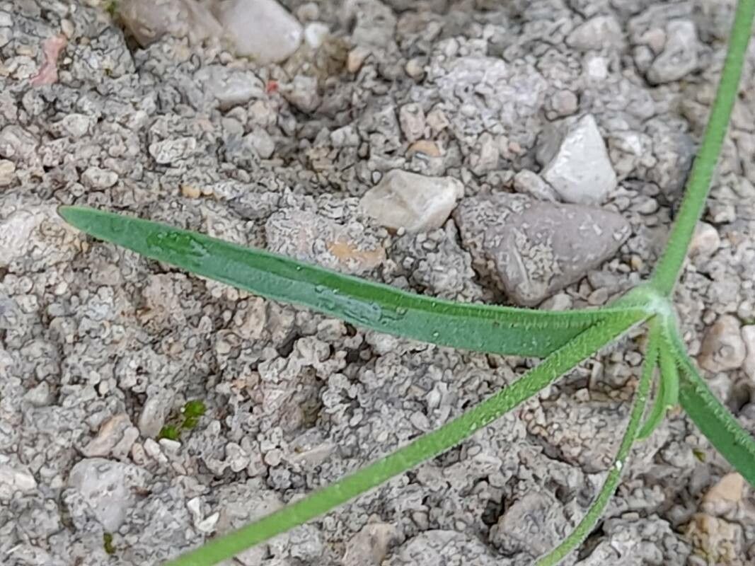 Silene arabica — houseplant care guide