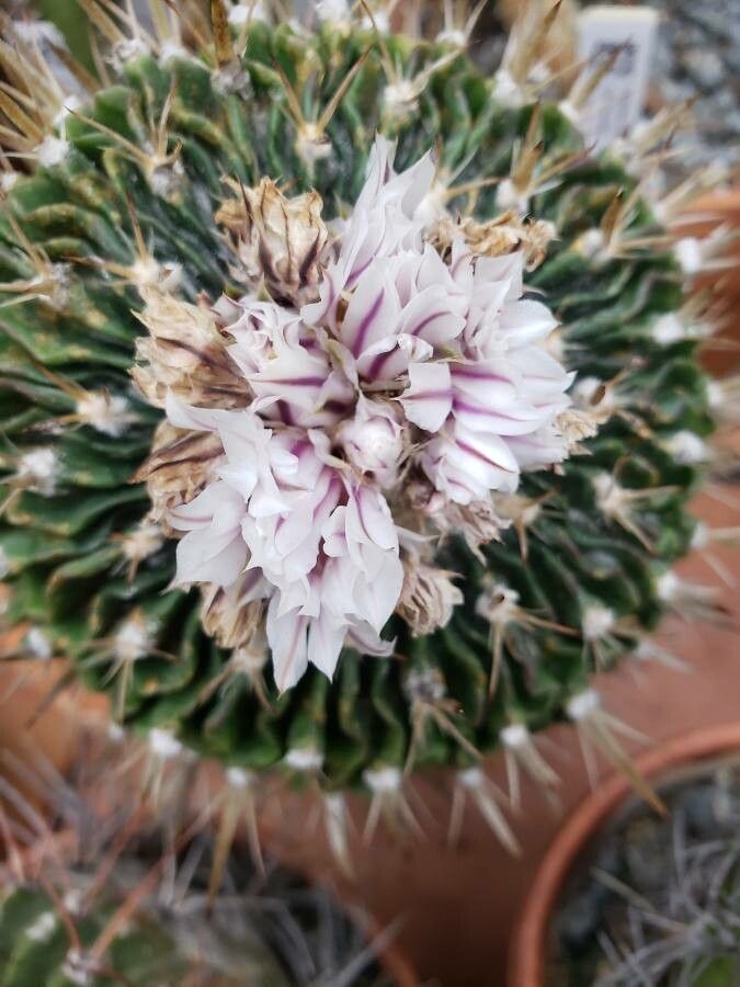 Stenocactus crispatus flower