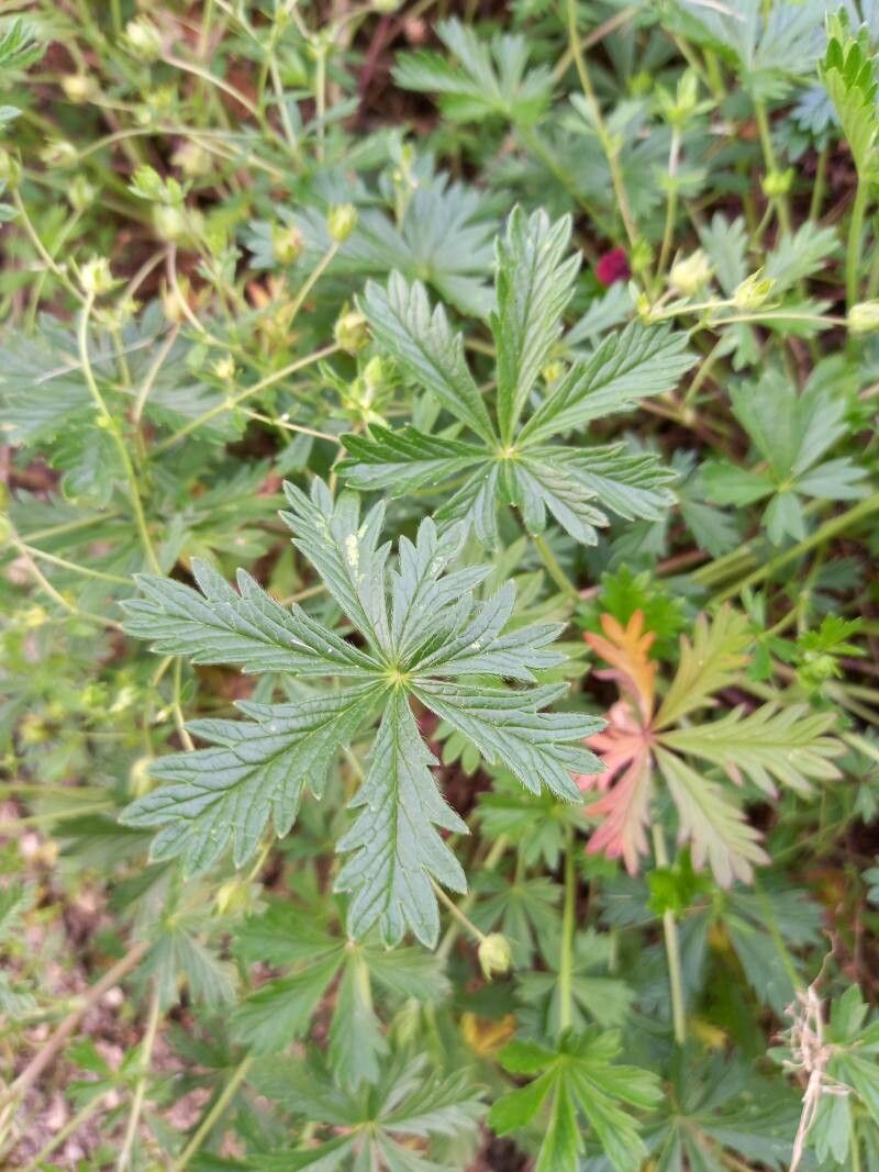 Potentilla rhenana — houseplant care guide