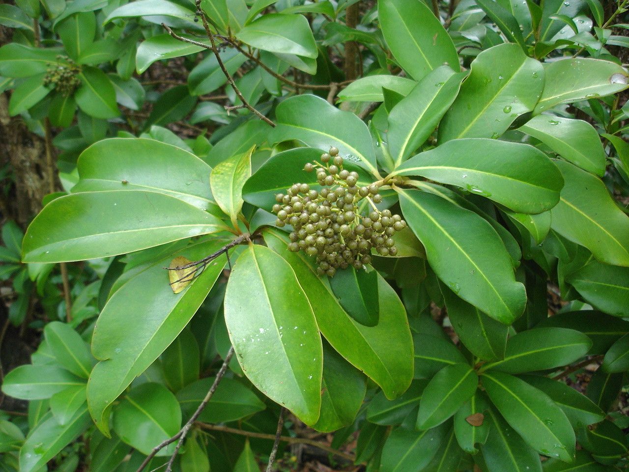Ardisia obovata — search result for 'Ardisia'