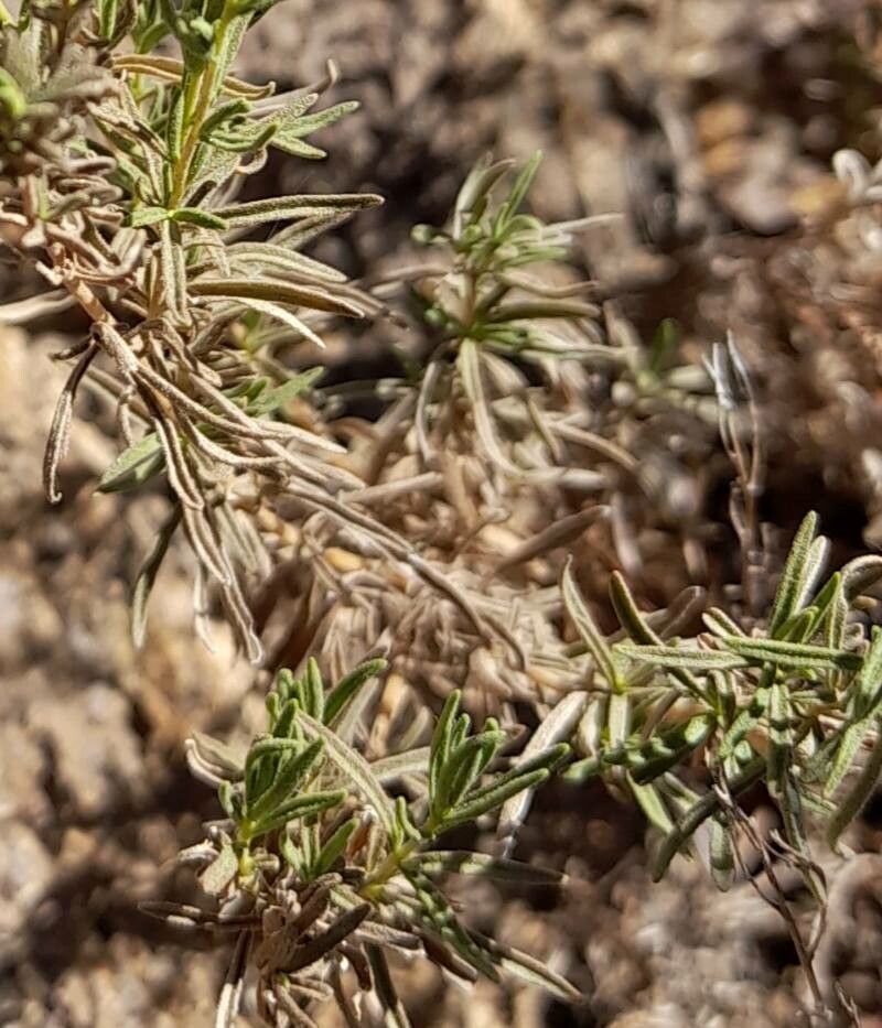 Stevia gilliesii — houseplant care guide