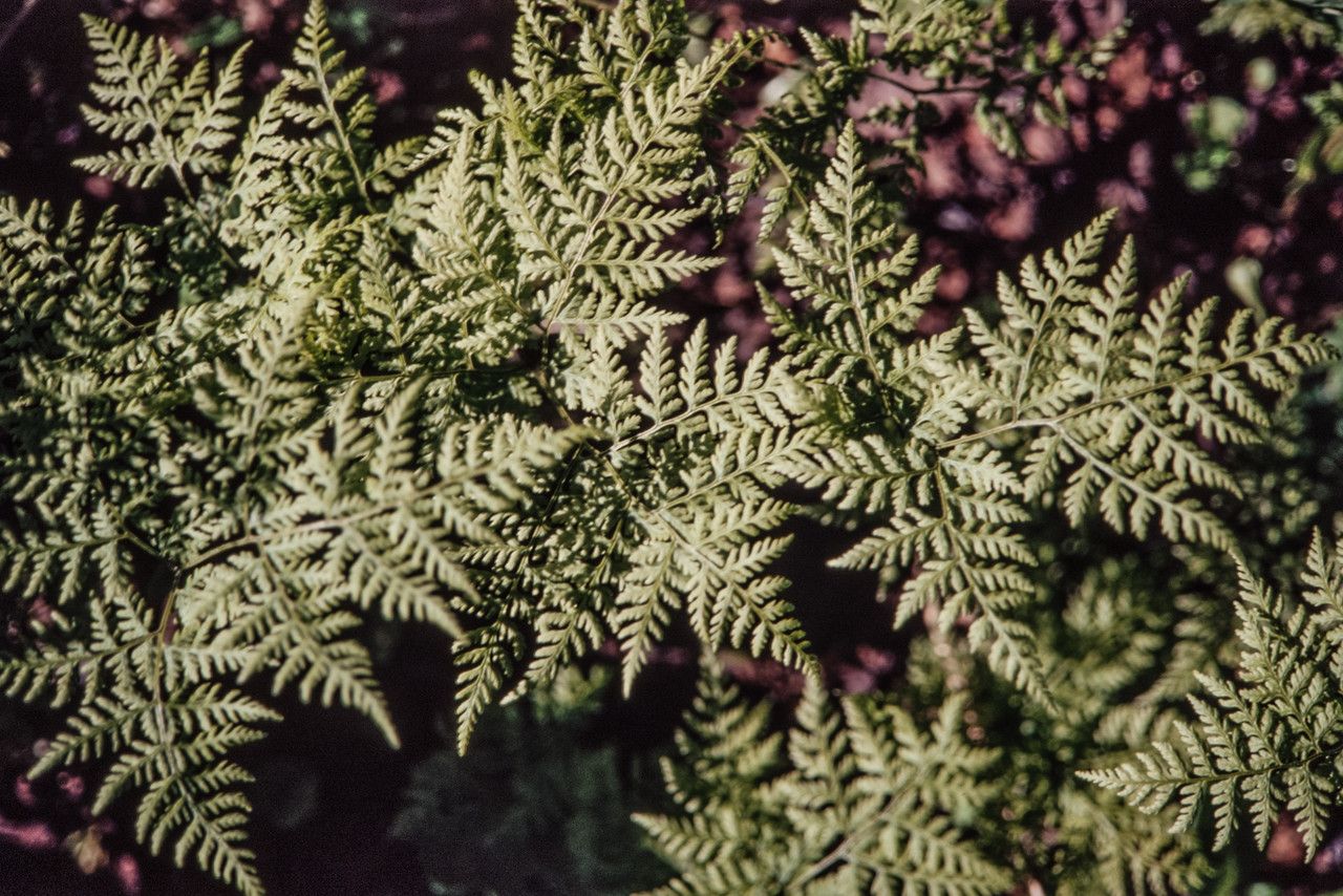 Cystopteris montana leaf