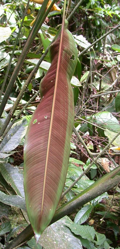 Heliconia umbrophila leaf