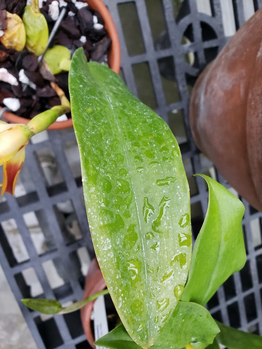 Maxillaria longipetala — houseplant care guide