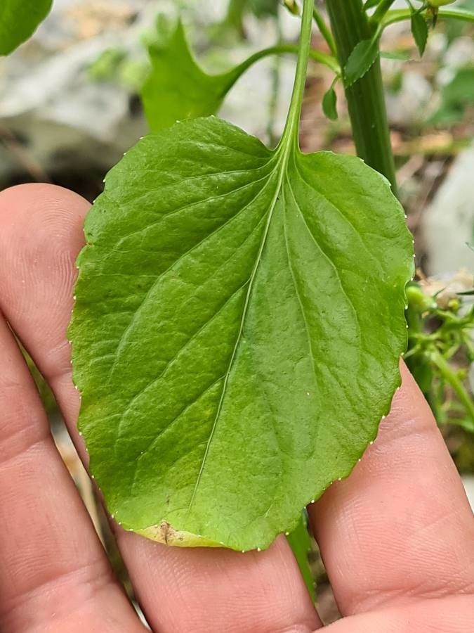 Campanula justiniana leaf