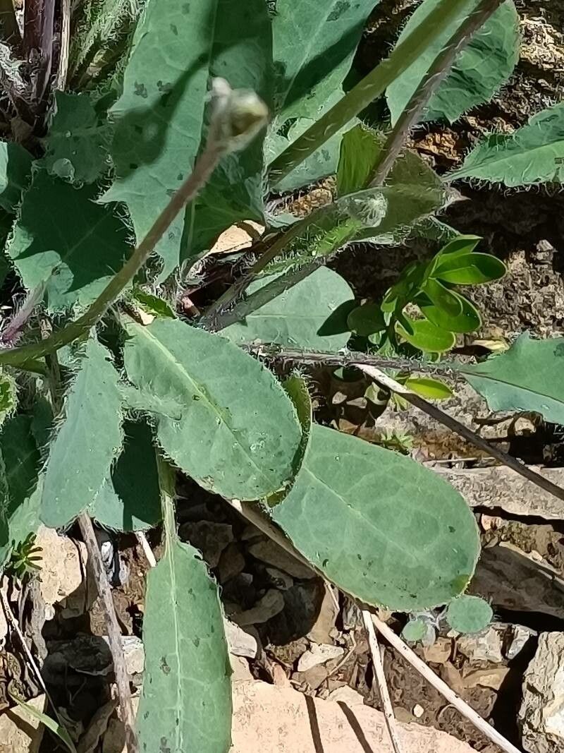 Hieracium nobile leaf