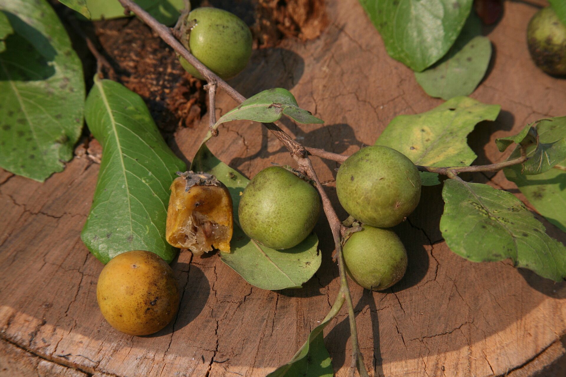 Diospyros kirkii fruit