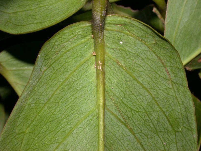 Gnetum leyboldii — houseplant care guide