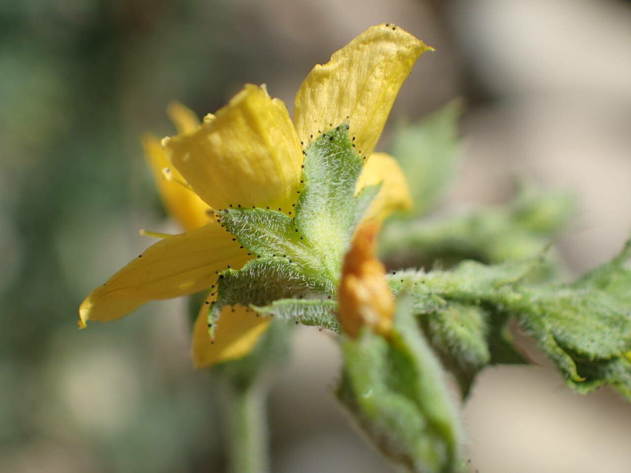 Hypericum tomentosum flower