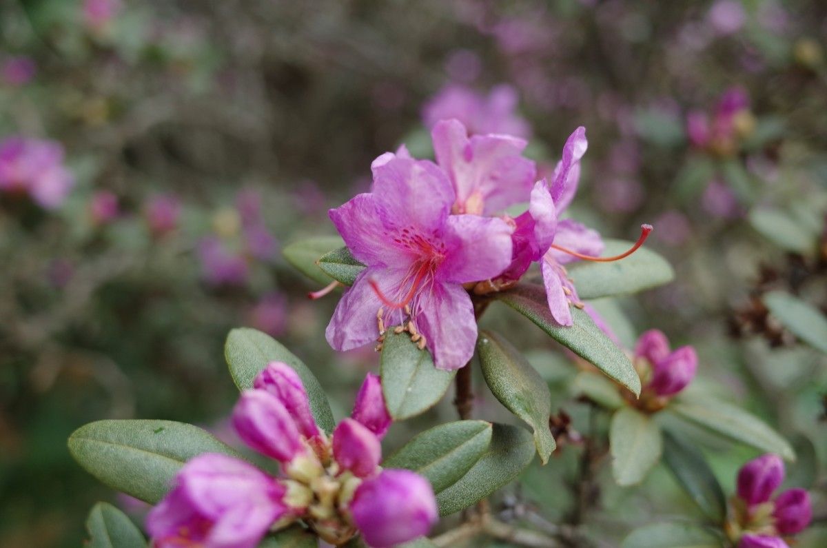 Rhododendron cuneatum flower