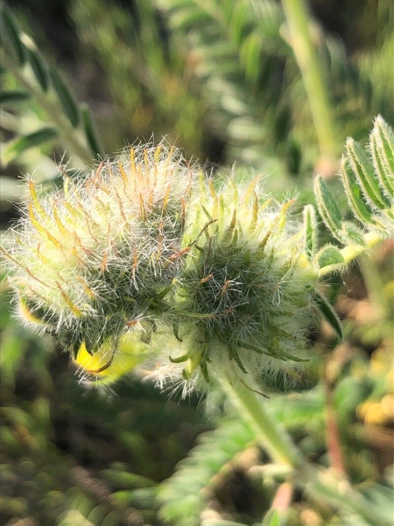 Astragalus alopecuroides fruit