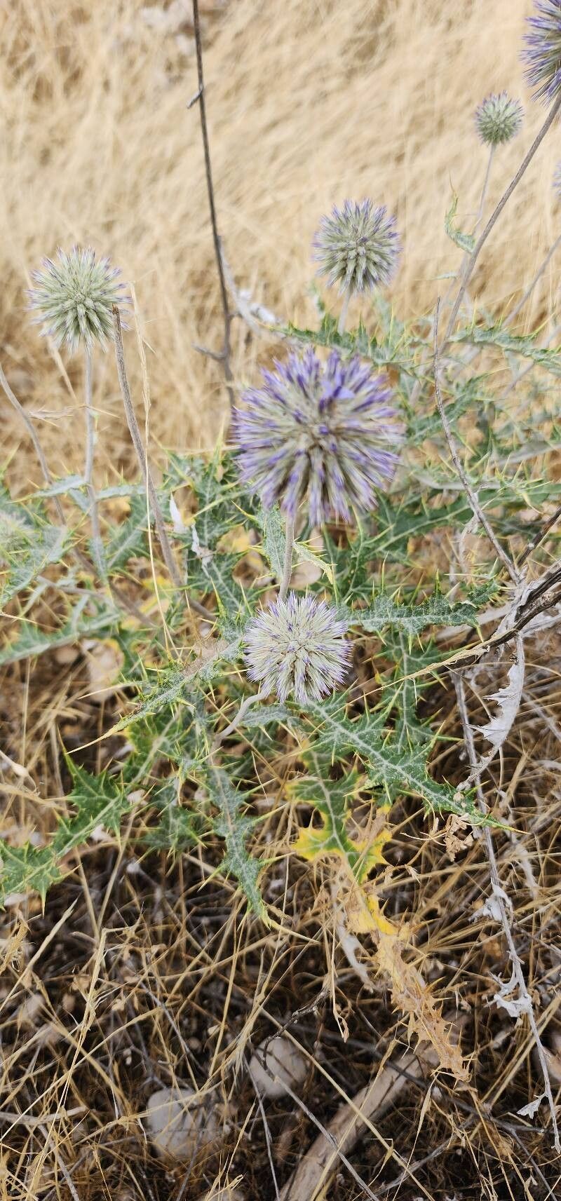 Echinops chardinii habit