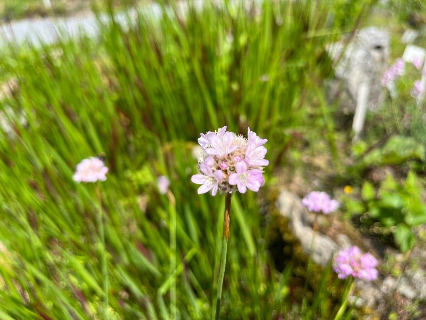 Armeria pinifolia flower