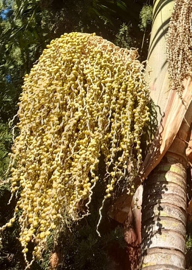 Syagrus romanzoffiana fruit