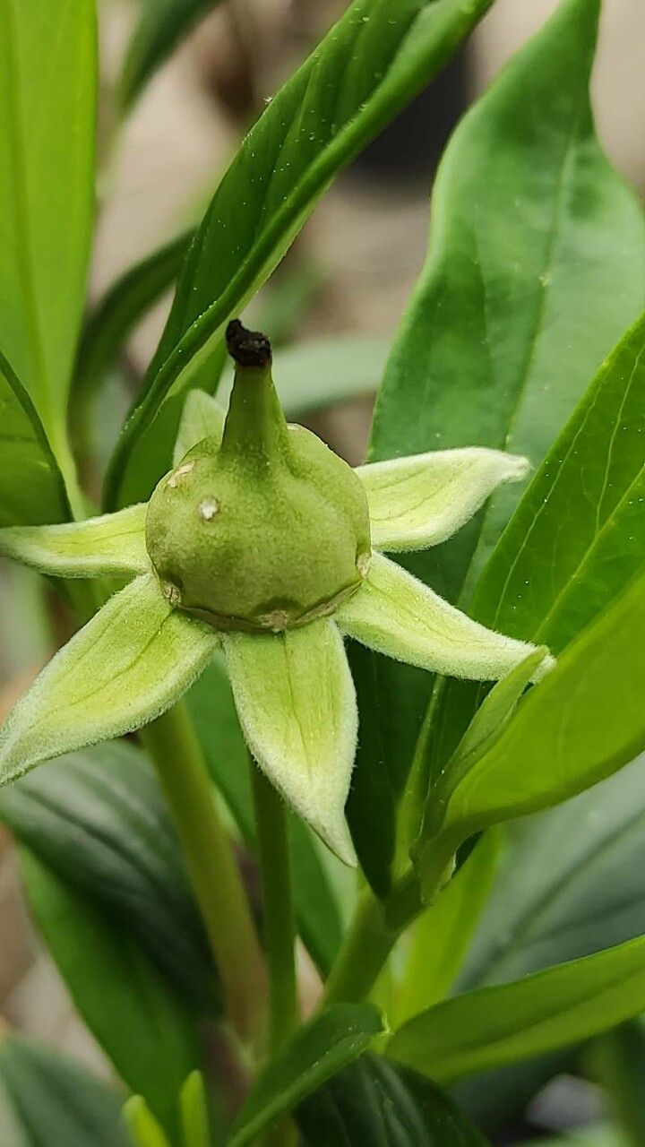 Carpenteria californica fruit