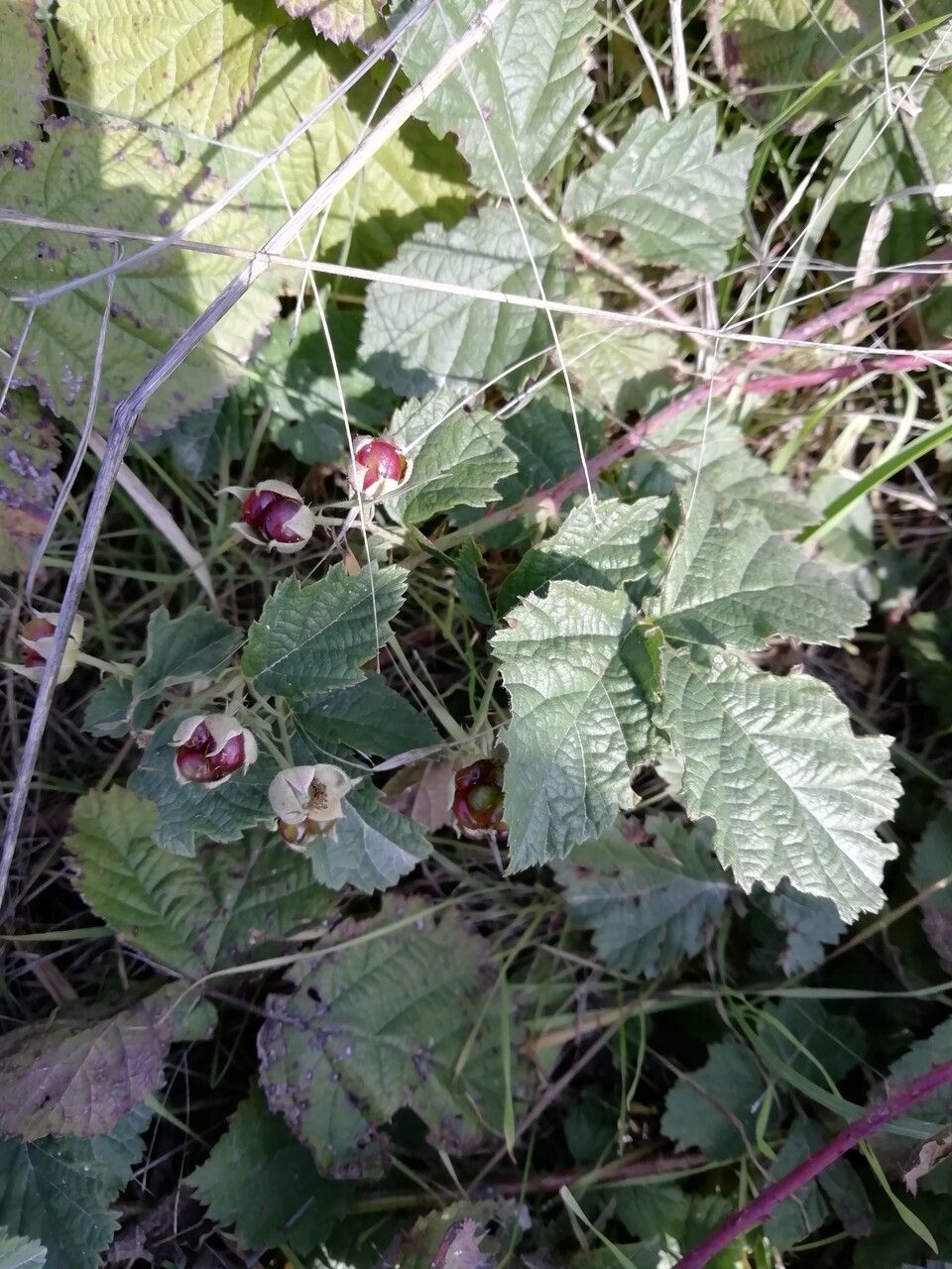 Rubus parvifolius leaf