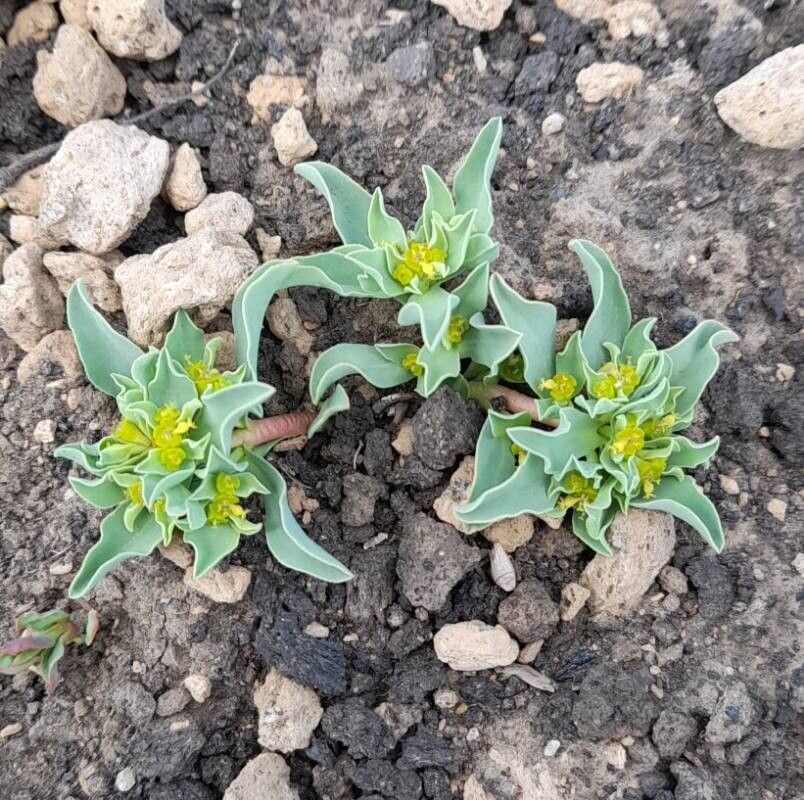 Euphorbia collina habit