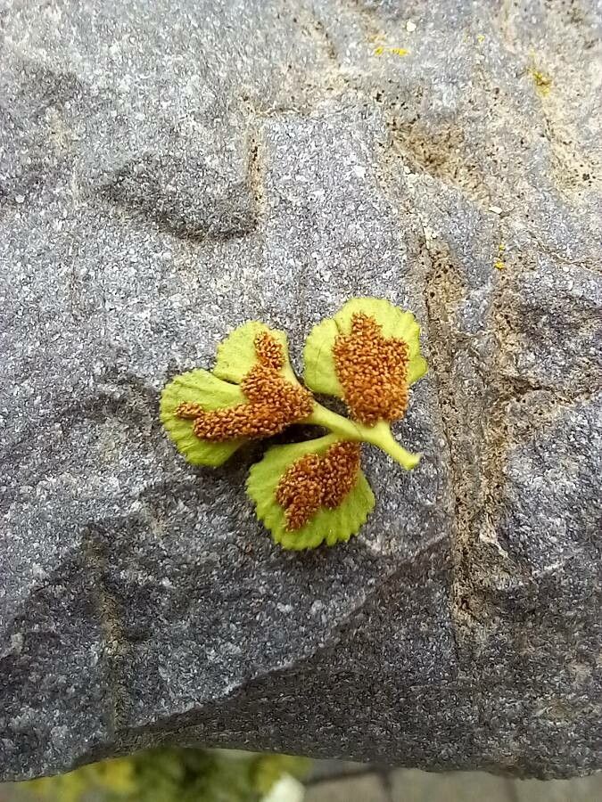 Asplenium ruta-muraria leaf