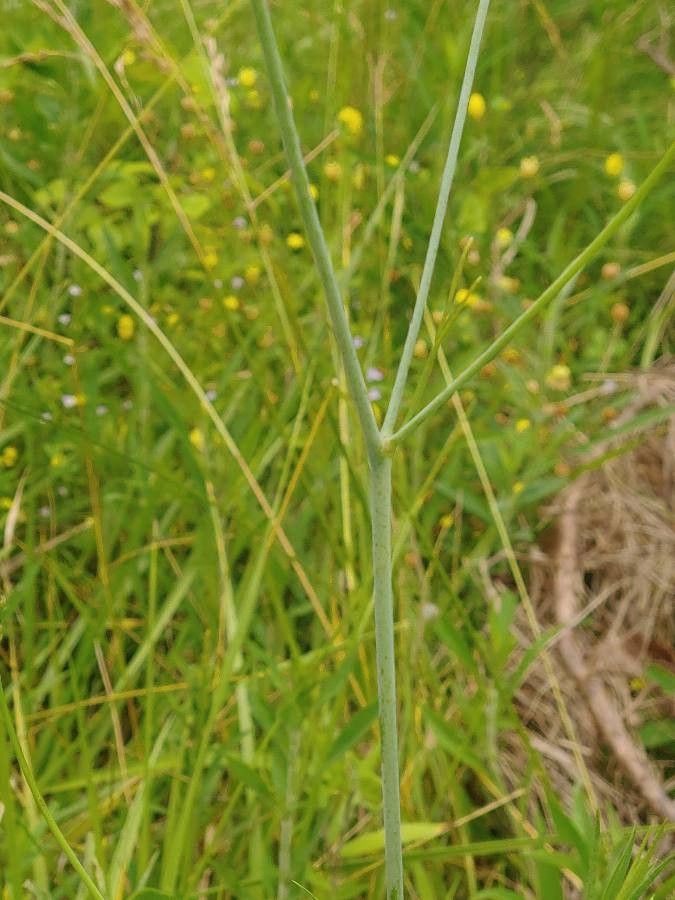 Callirhoe digitata habit