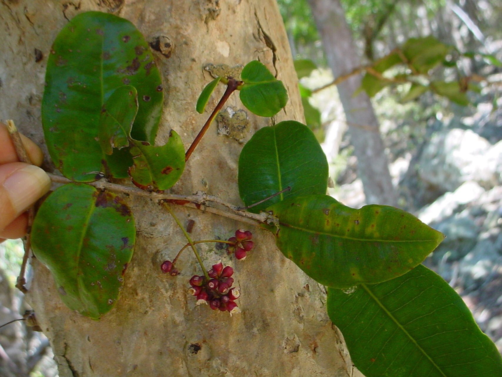 Syzygium pendulinum habit