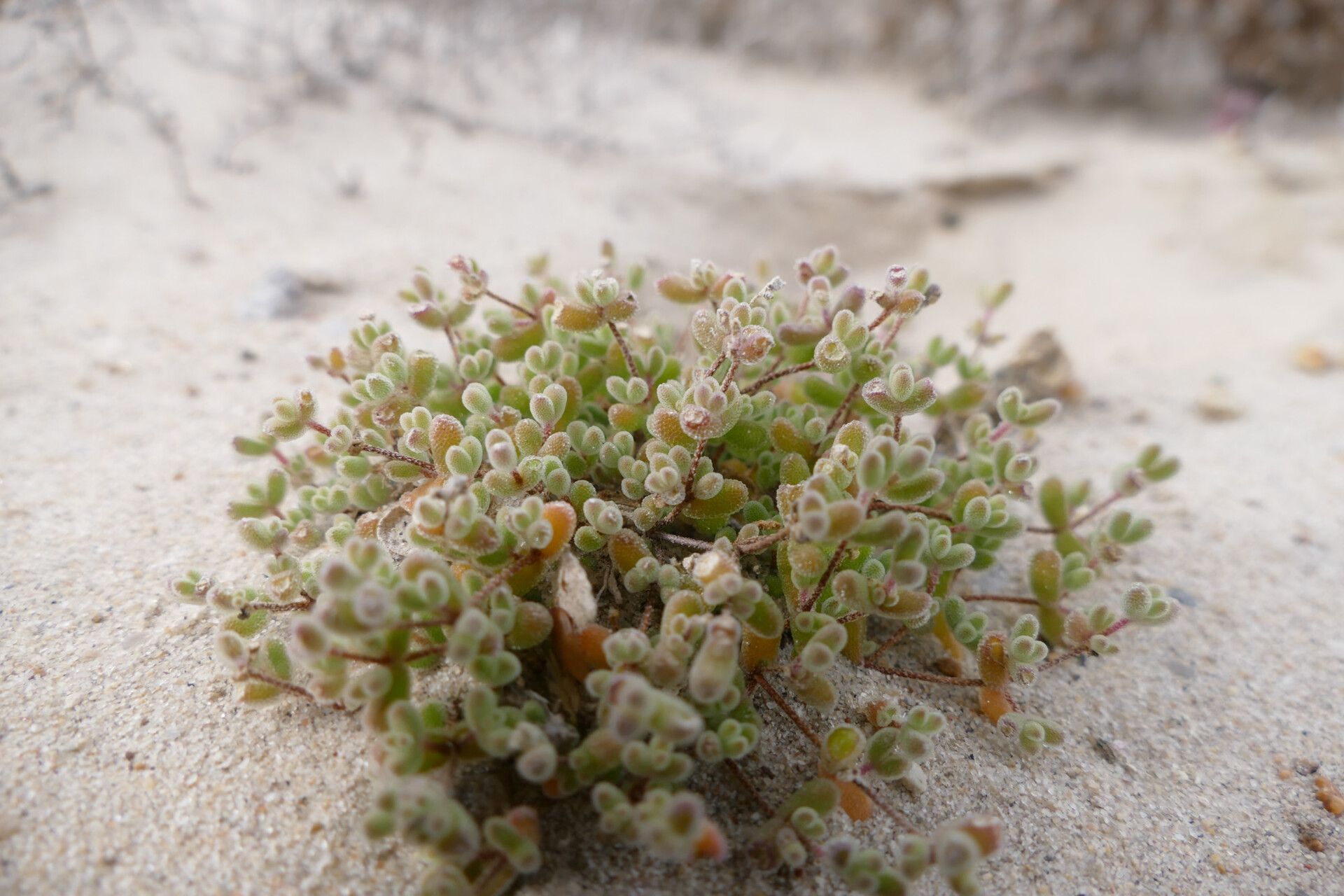 Drosanthemum luederitzii habit