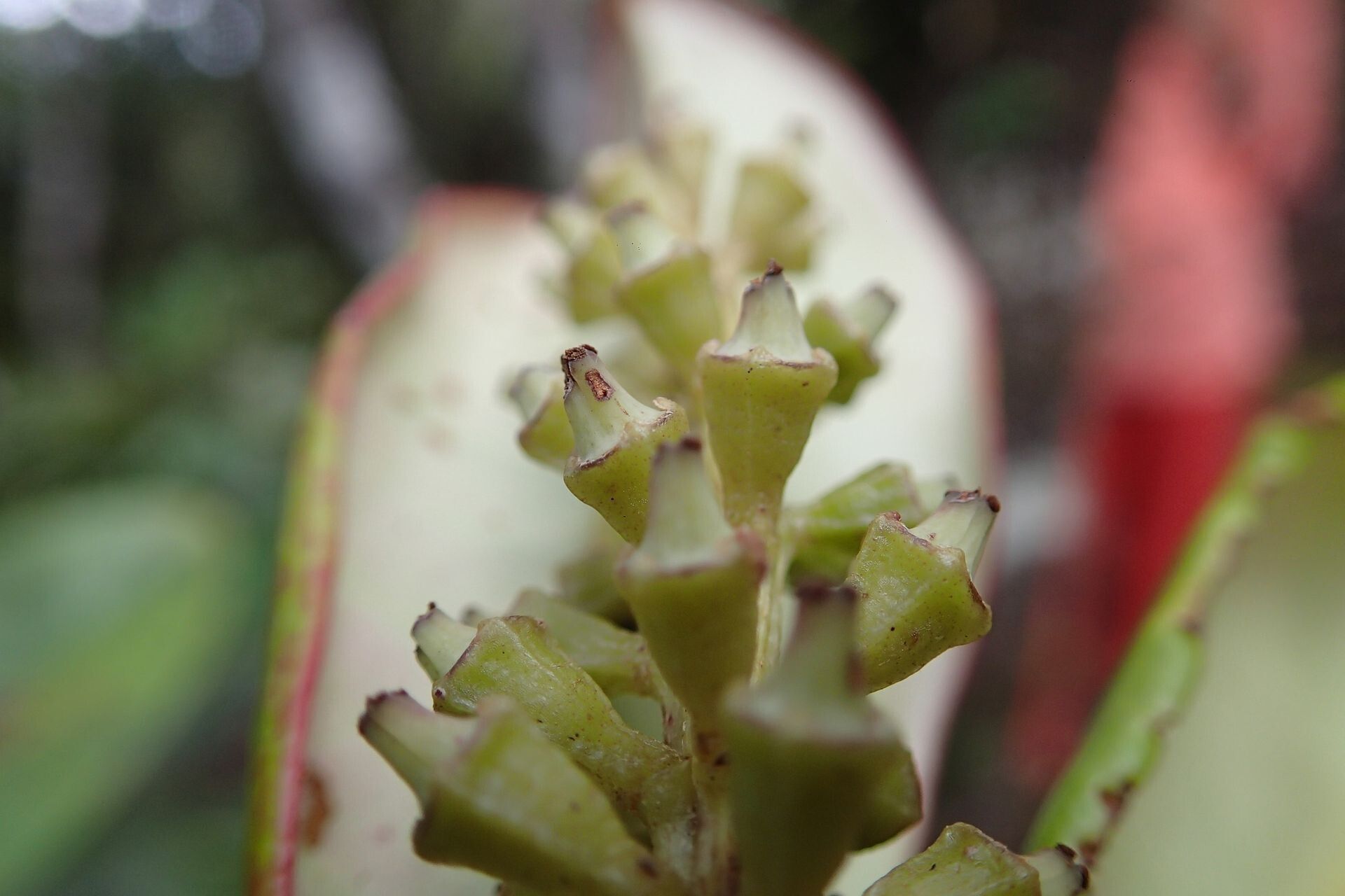 Quintinia major fruit