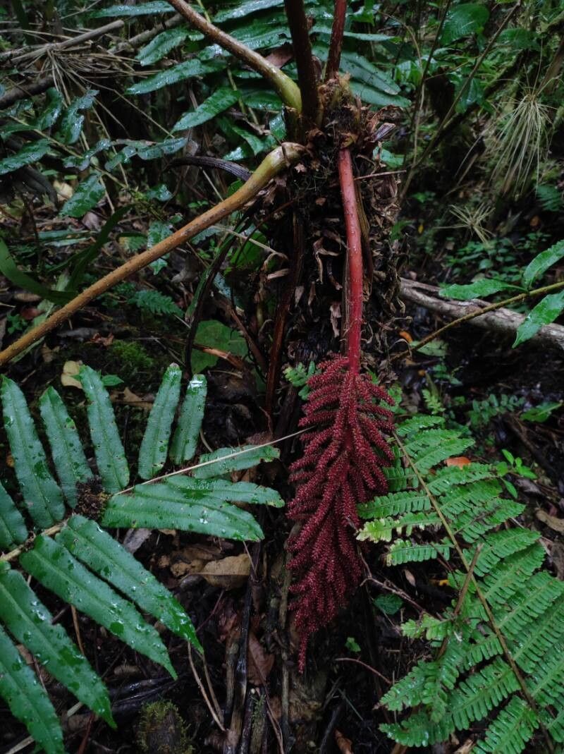 Gunnera talamancana flower