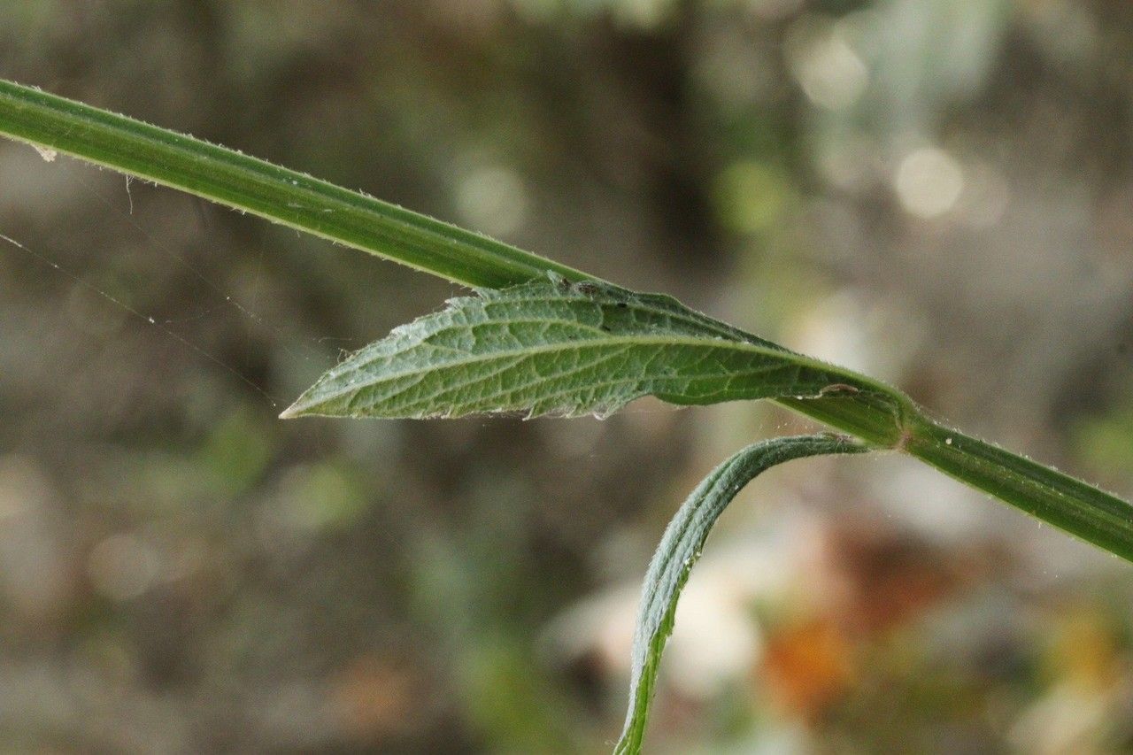 Verbena litoralis bark