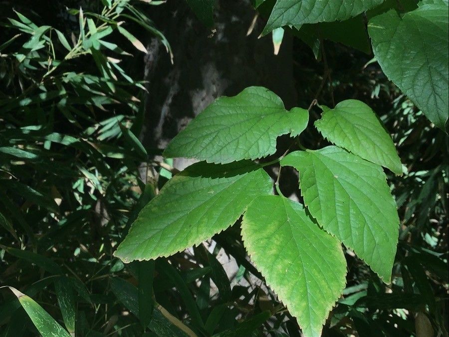 Celtis iguanaea leaf