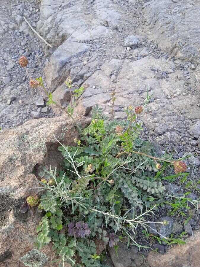 Sanguisorba verrucosa leaf