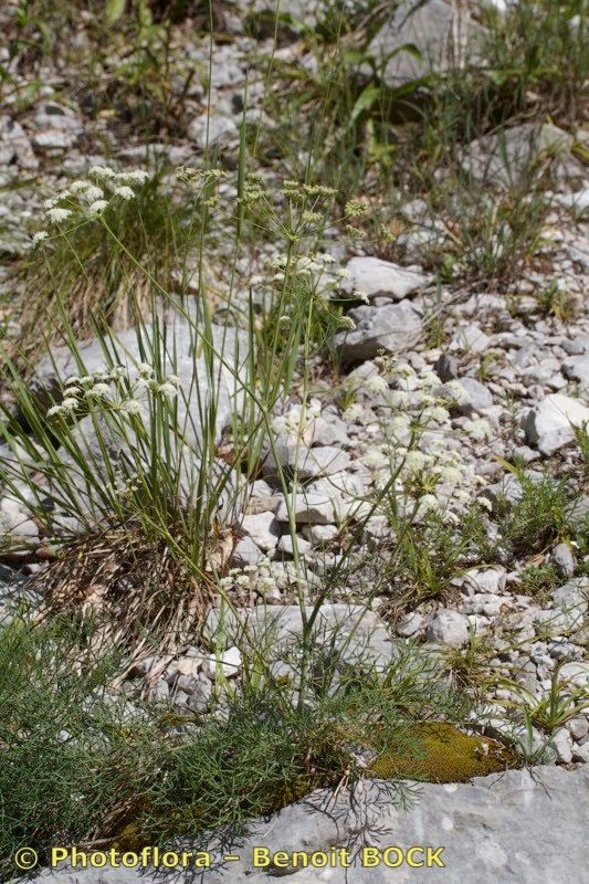 Seseli austriacum habit